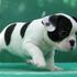 Especial, o francês bulldog cachorros para venda barato