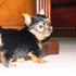 Yorkie cachorros para adoção livre