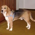 ACHADO CÃO BEAGLE