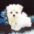 Maltese_thumb