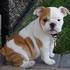                  Natal Inglês bulldog cachorros para adopção (90 €)