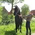 Friesian hermosa yegua para su aprobación.