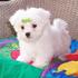 Lovely Female Maltese Puppy For Adoption
