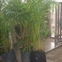 Hawaina_palmera_thumb