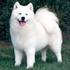 Perro_samoyedo_thumb