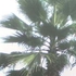 Vendo Hermosa Palmera Washingtonia Filifera !!