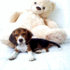REMATO LINDO CACHORRO BEAGLE