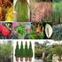 Planta_thumb