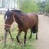 Vendo caballo corralero