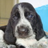 Cachorros_20_dias_006_thumb