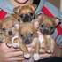 free chihuahua puppies for adoption