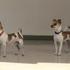 vendo chihuahua 30.000 colones ¡¡