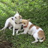 vendo perrita chihuahua 30.000 colones¡¡