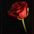 Rosa_thumb