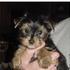 Super Fabulous Male and Female Yorkie Puppies for adoption  