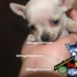 Chihuahua_de_bolsillo_20090805_1283768430_thumb
