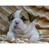 Inglês bulldog cachorros do Canil 