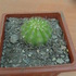 vendo cactus suculentas y araucarias para regalos, matrimonios, etc