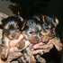 Cute lovely teacup yorkie puppies for adoption