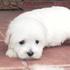 angel is lovely maltese puppies for sale for xmas companion