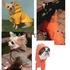 Collage_impermeable_thumb