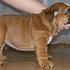 TWO SUCULLENT X-MAS ENGLISH BULLDOG PUPPIES FOR ADOPTION