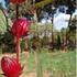 Flor_thumb