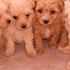 Cachorros_diciembre_2009_thumb