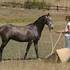 male and female friesain gelding for adoption