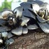 Dalias_cabritilla_peltre_thumb