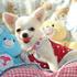 Chihuahua puppy ready for a new home  