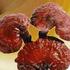 Reishi_foto_thumb