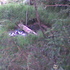 VENDO FINCA SANTA ROSA DE OSOS - Antioquia - Medellín