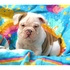bonitinho Inglês bulldog cachorros para adopção