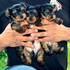 TEA CUP YORKIES GRATIS - Carolina - Carolina
