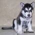 Vendo cachorritos Husky de mes y medio