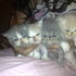 Vendo gatitos persas con pedigree TICA