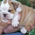 Bulldog Inglês . PEDIGREE