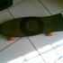 Se vende patineta