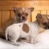 cute chihuahua cachorros à procura de um bom lar