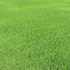 Pasto_alfombra_thumb