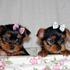  tengo un yorkie cachorros machos y hembras de taza