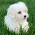Vendo cachorro de Maltes
