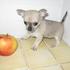 Linda Chihuahua 