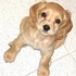 Benji busca novia