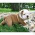 Doce e adorável Inglês bulldog cachorros