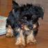 YORKSHIRE TERRIER