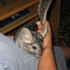 Chinchillas De Criadero Para Mascotas Y Manual c/jaula e insumos 