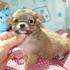 Chihuahas miniatura con pedigree