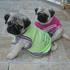 Espectacular Pug filhotes para adoção
